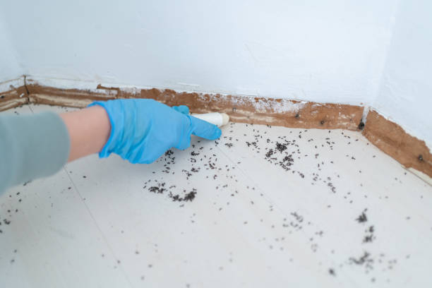 Best Mosquito Control Services  in Glenvar Heights, FL